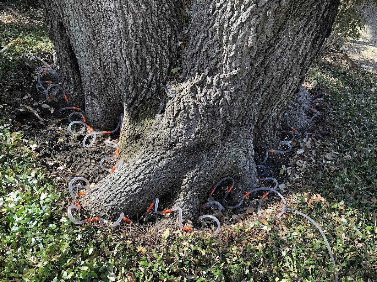 Detailed Tree Cabling and Bracing job site in Sanders